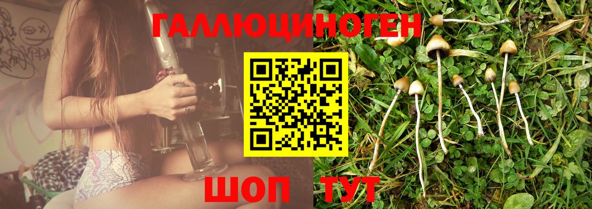 Псилоцибиновые грибы Psilocybe Вольск