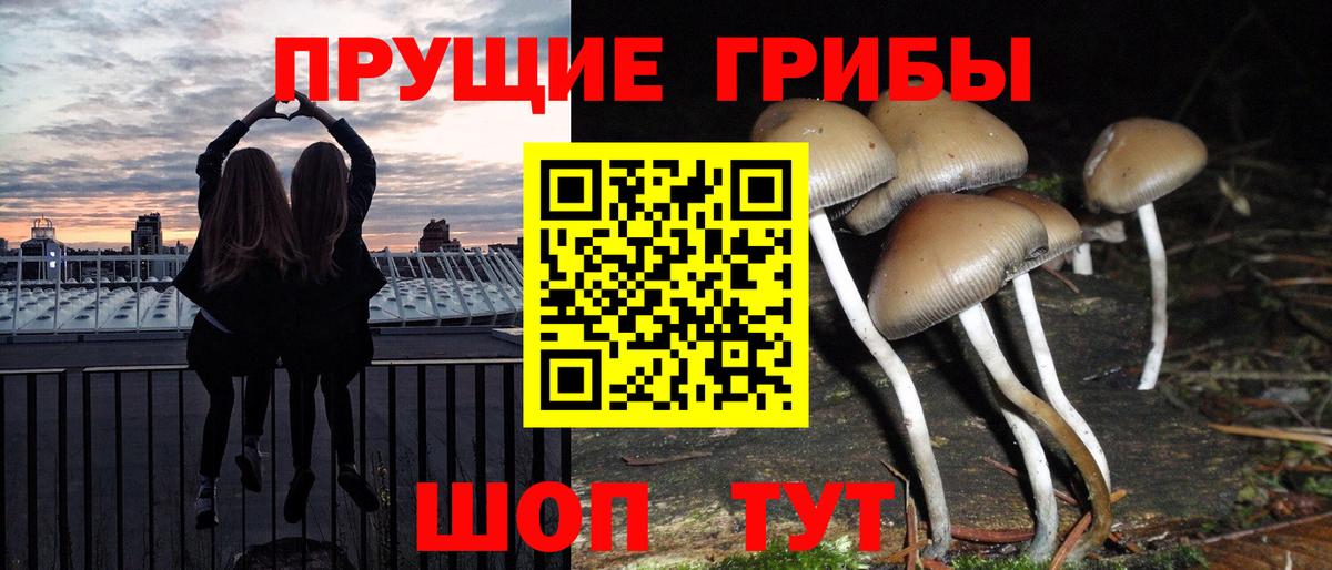 Вольск  Псилоцибиновые грибы Cubensis  Псилоцибиновые грибы прущие грибы  Вход с VPN 